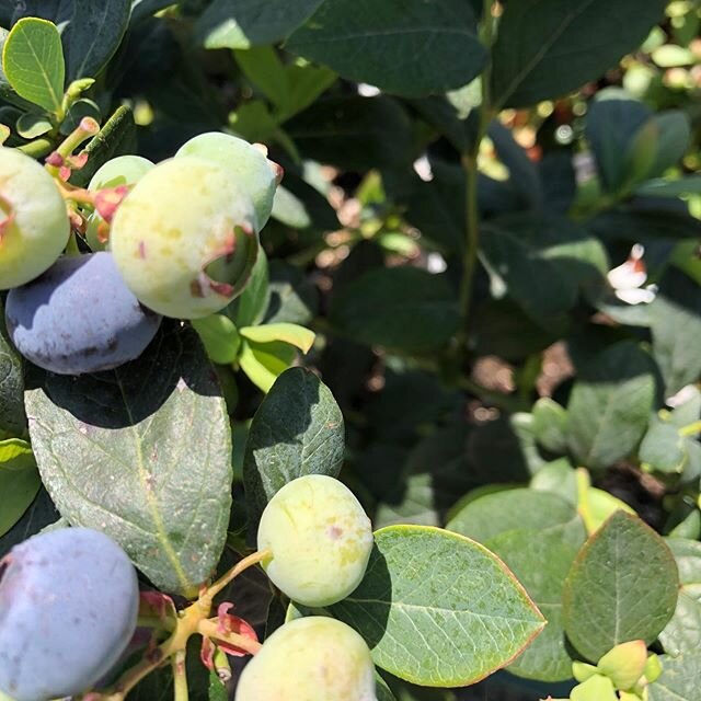 #WellnessWednesday returns! Did you know that blueberries are just as effective at preventing Lower UTIs as cranberries? Due to the fact that the two are in the same Vaccinium genus of shrubs, blueberries boast the same helpful compounds that made cr