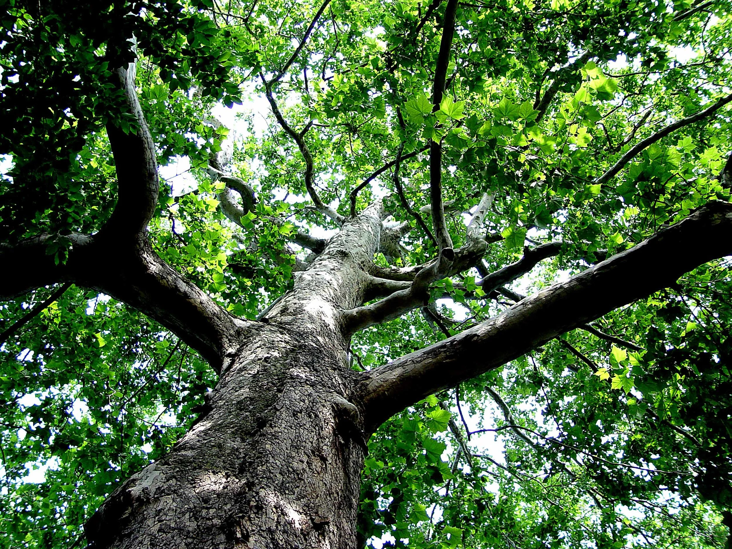Majestic Tree.jpg