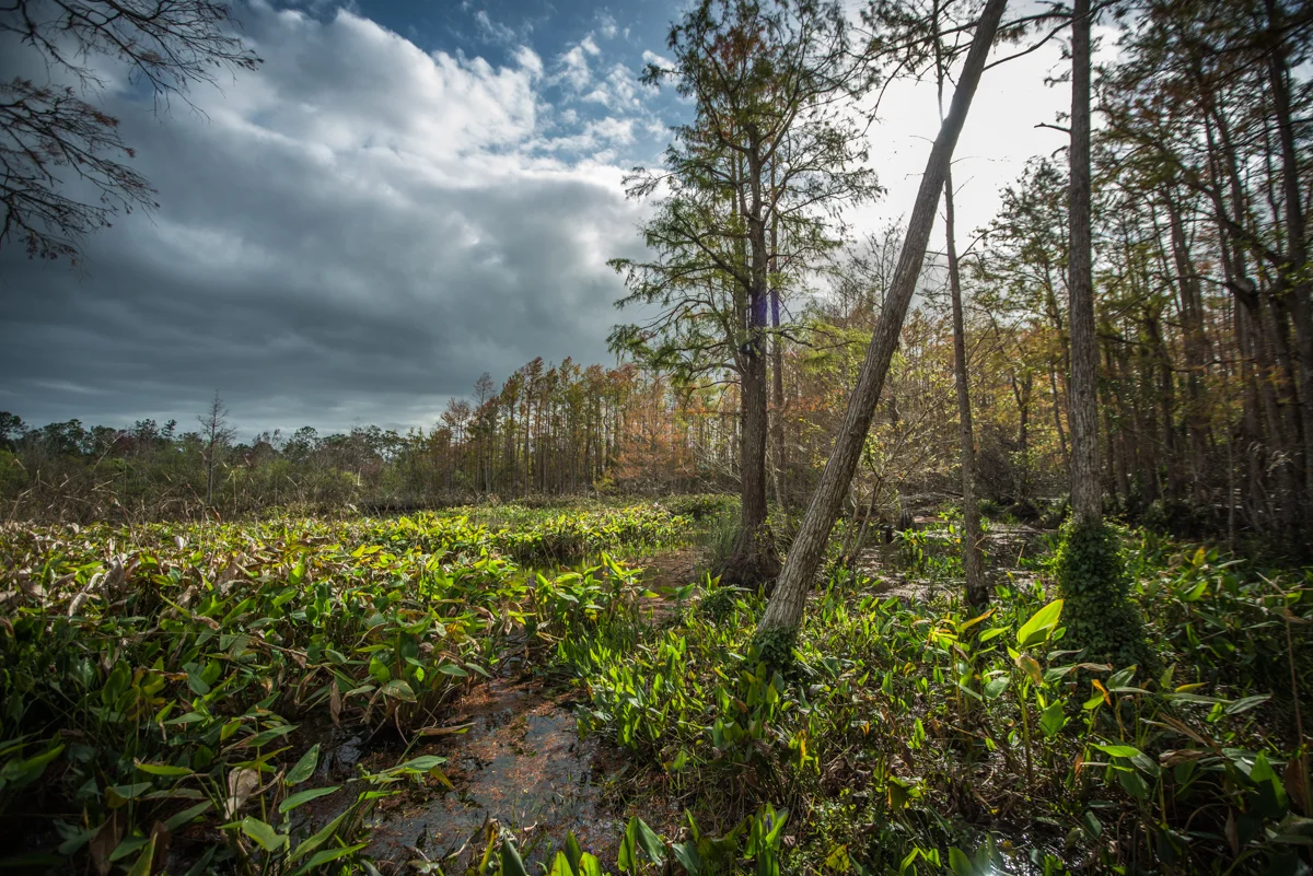 Corkscrew Swamp Sanctuary, Naples FL