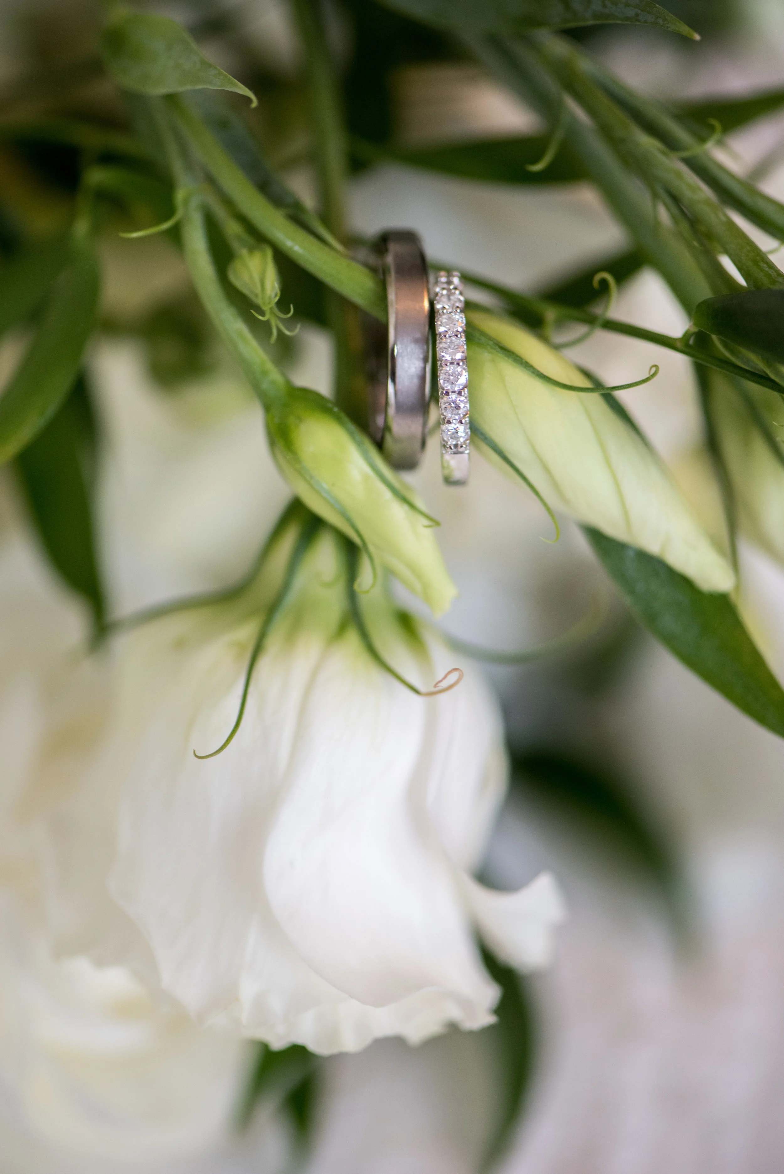 0119 foustoukos 0022.JPG