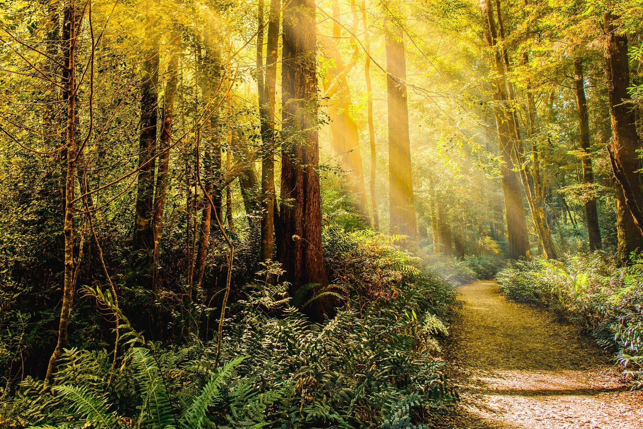 Fairytale glade TA.jpeg