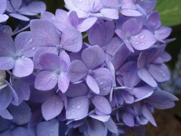 Hydrangea