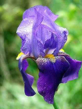 Iris