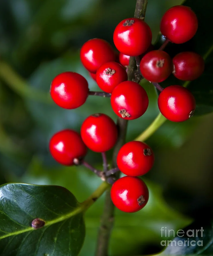 Holly berries