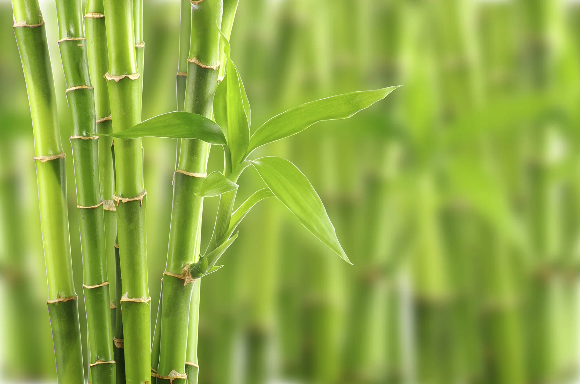 Bamboo.jpg