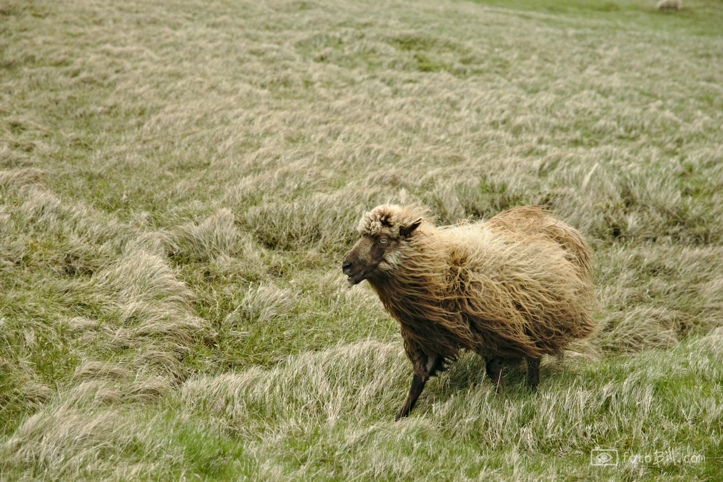 windy