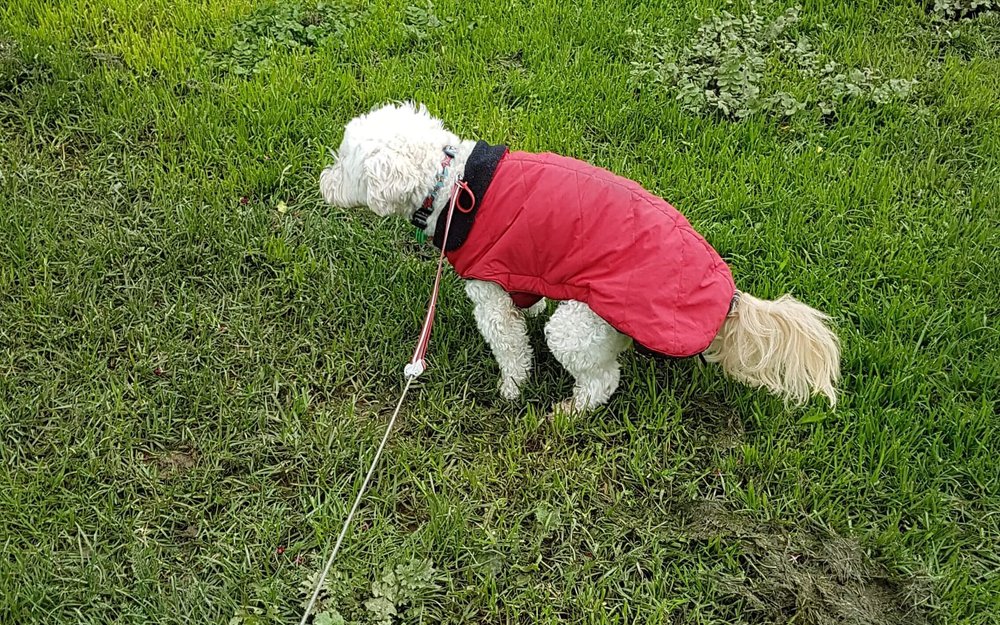 How Do I Train My Puppy To Pee Outside