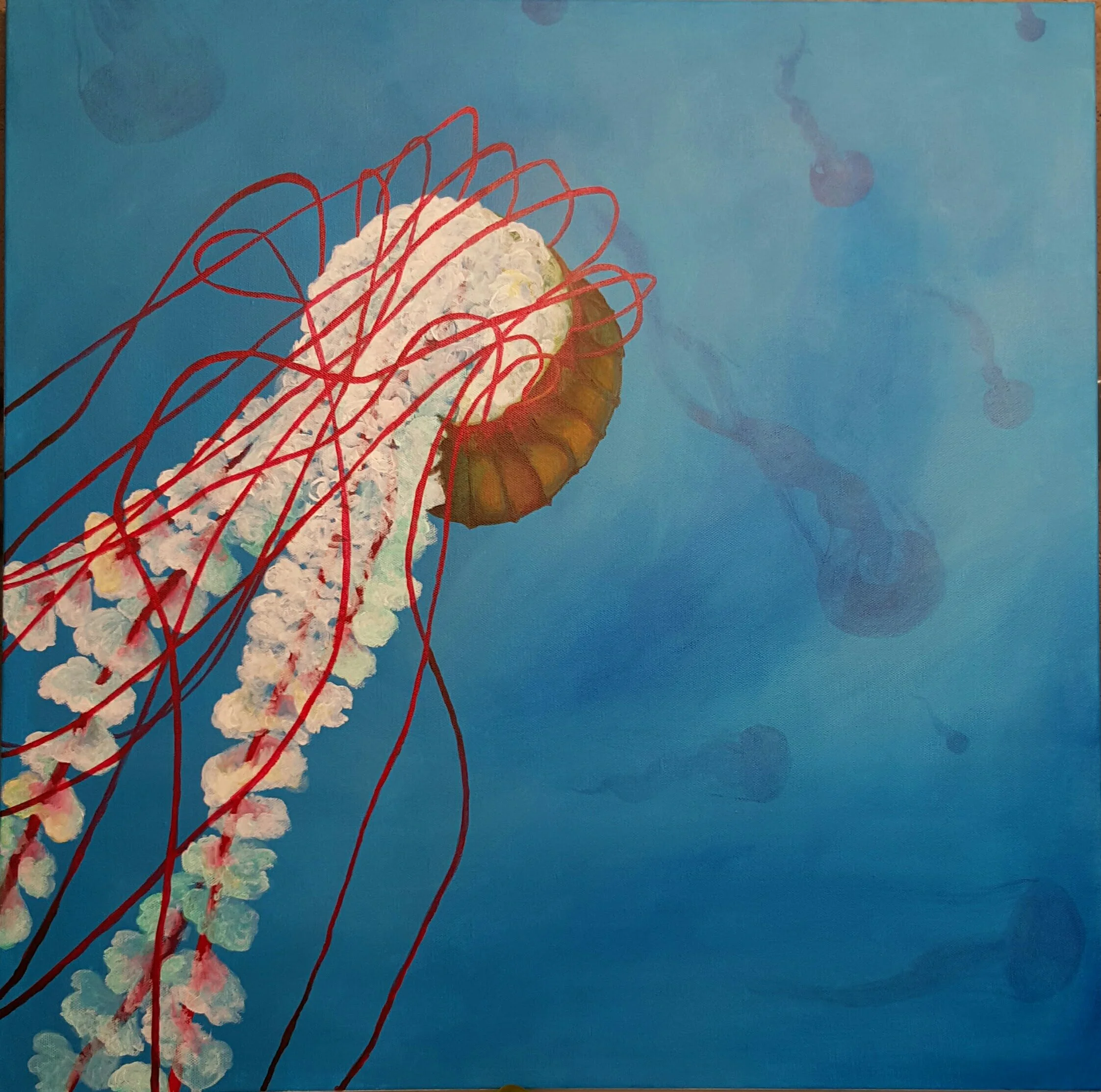 Pacific Sea Nettle Swarm, acrylic on canvas 24”x 24”