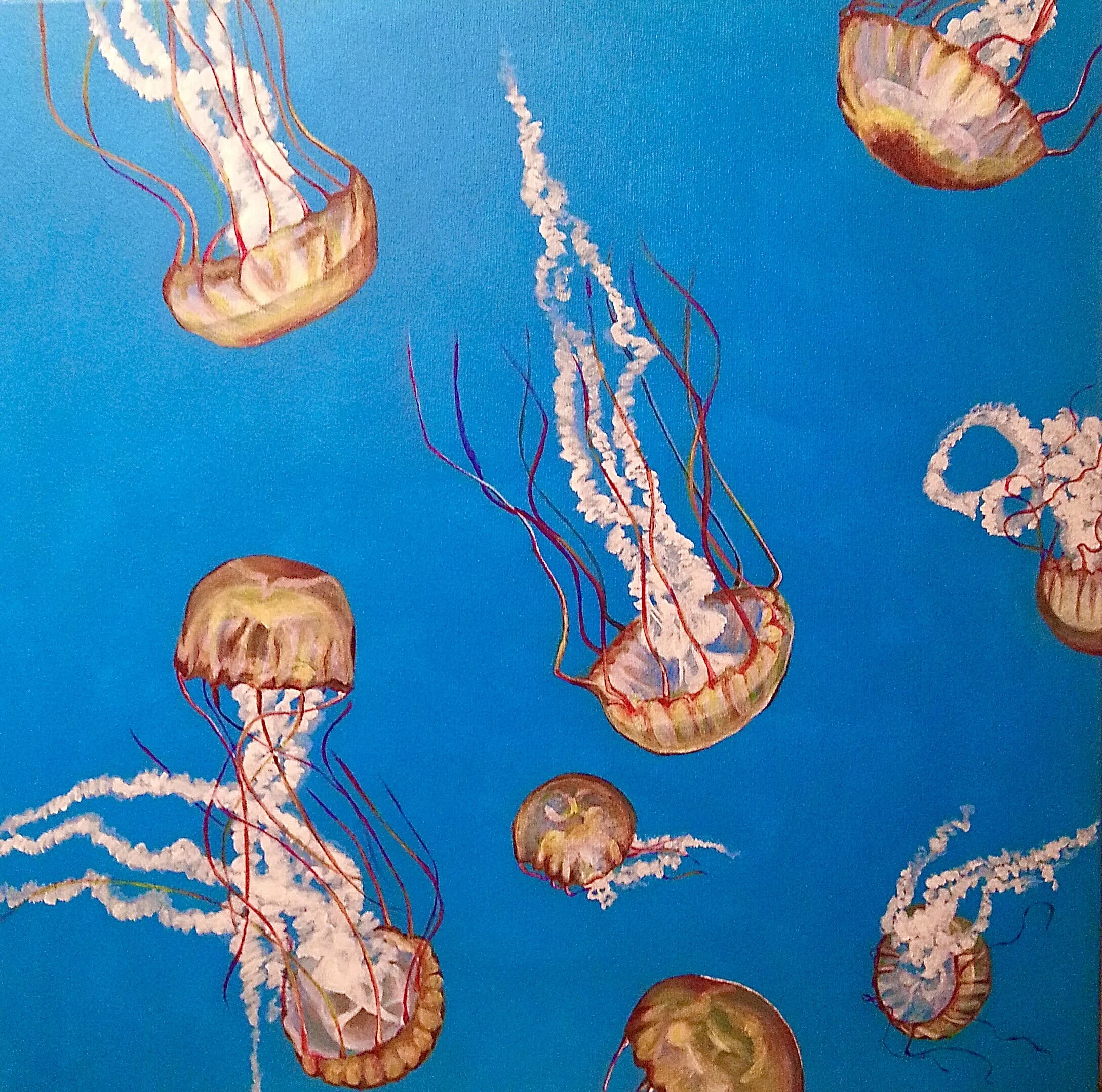 Pacific Sea Nettle Swarm 2, acrylic on canvas 24”x 24”