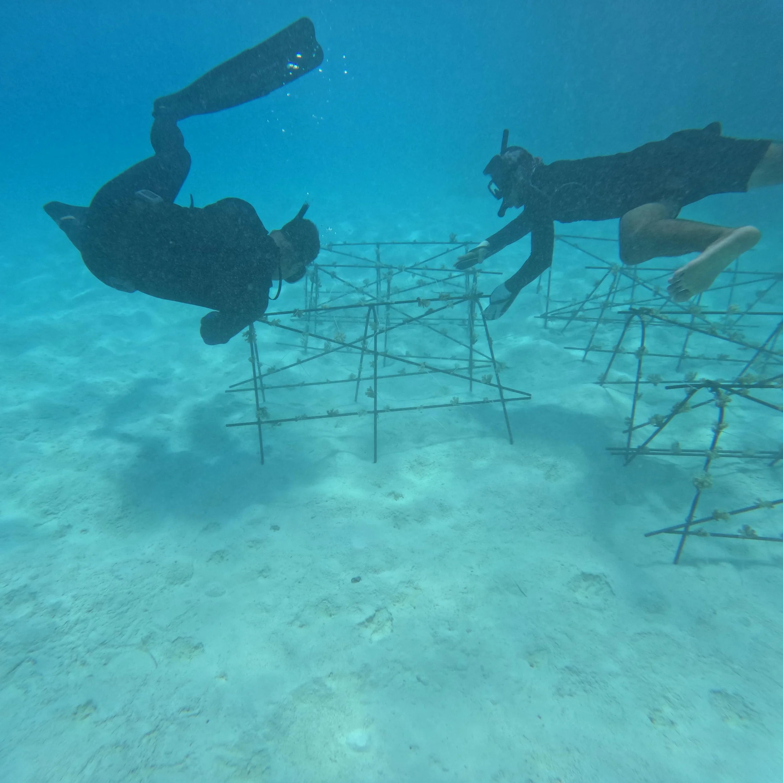 Reef rebirth: fighting for Tuvalu’s corals