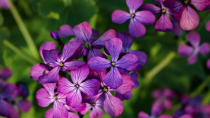 flowers.jpg