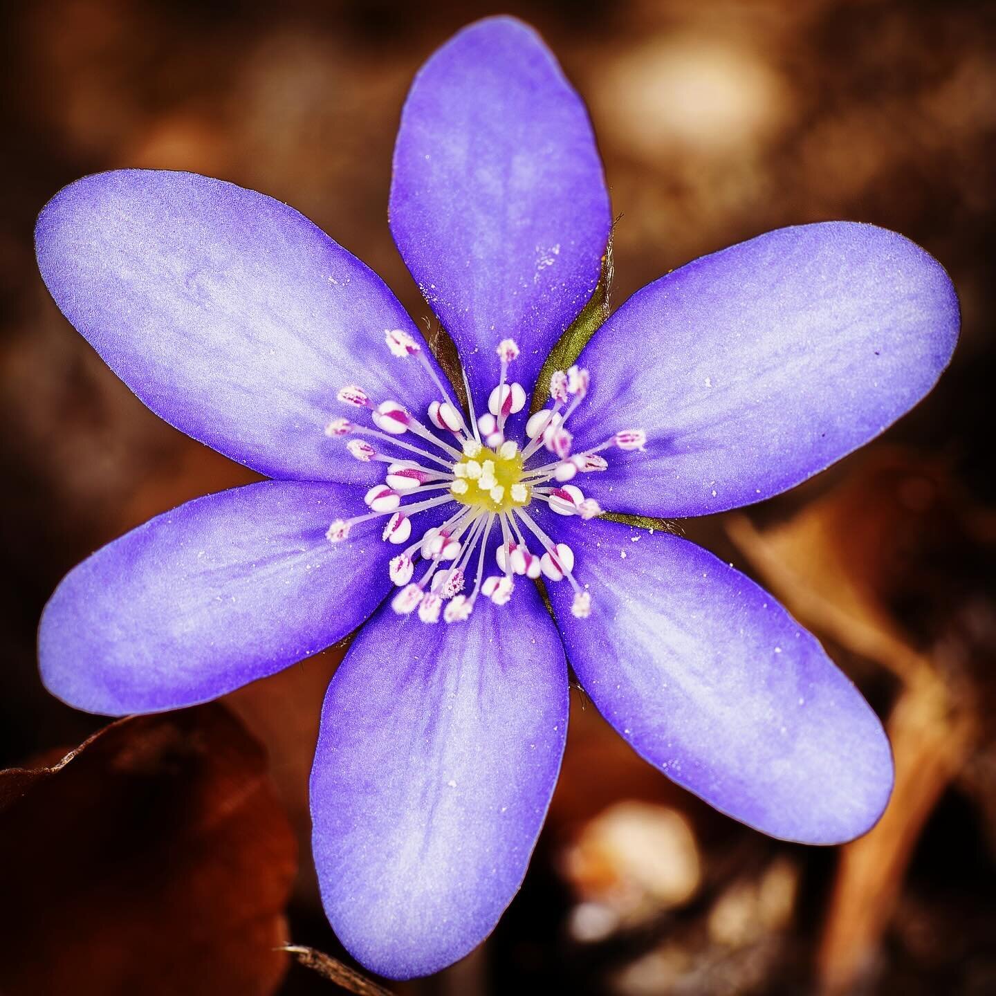 Die ersten Fr&uuml;hlingsblumen sind da 😍🥰🌿

#fr&uuml;hling #blumen #leberbl&uuml;mchen #schneegl&ouml;ckchen #krokus #winterling #fr&uuml;hlingsblumen #fr&uuml;hlingsbl&uuml;her #diekr&auml;uterdrogerie #kr&auml;uterliebe #wienliebe