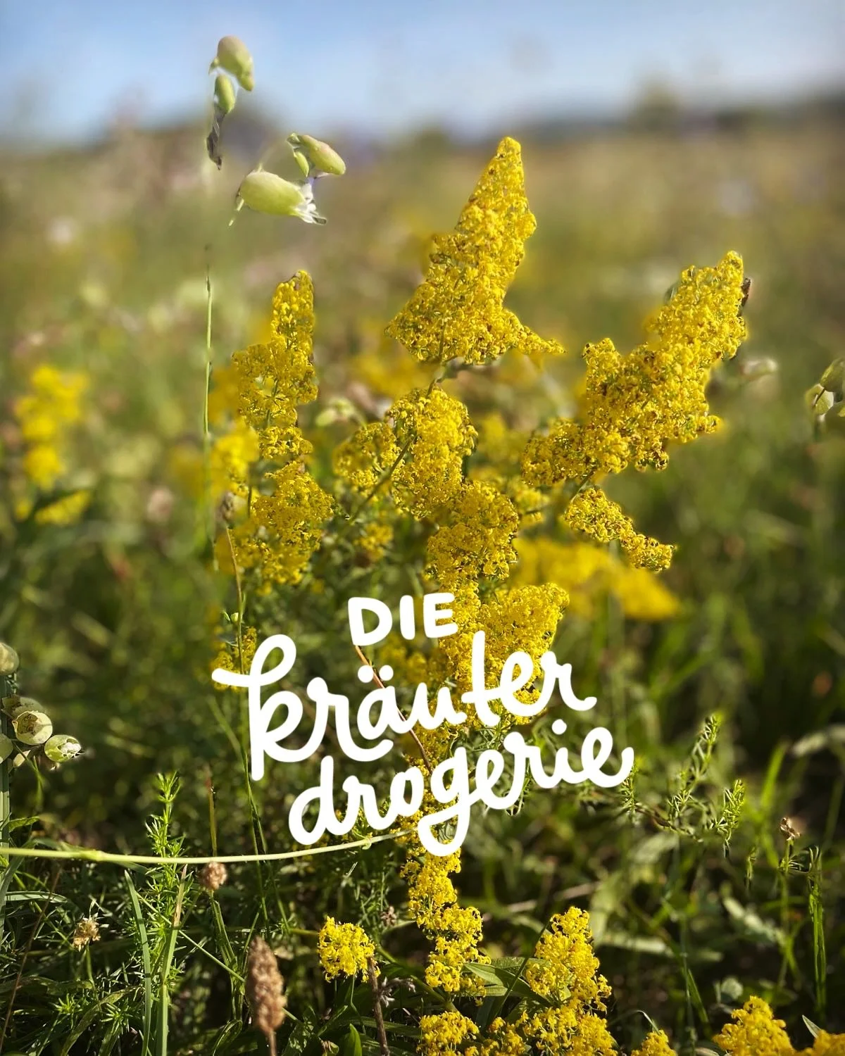 Mit dem 🚲 am Weg in die Kr&auml;uterdrogerie🌸
wilde M&ouml;hre, Schafgarbe, Johanniskraut, Wegwarte, Labkraut, Klette, Pastinake

#fahrradliebe #diekr&auml;uterdrogerie #heilpflanzenwissen #sommer #wienliebe