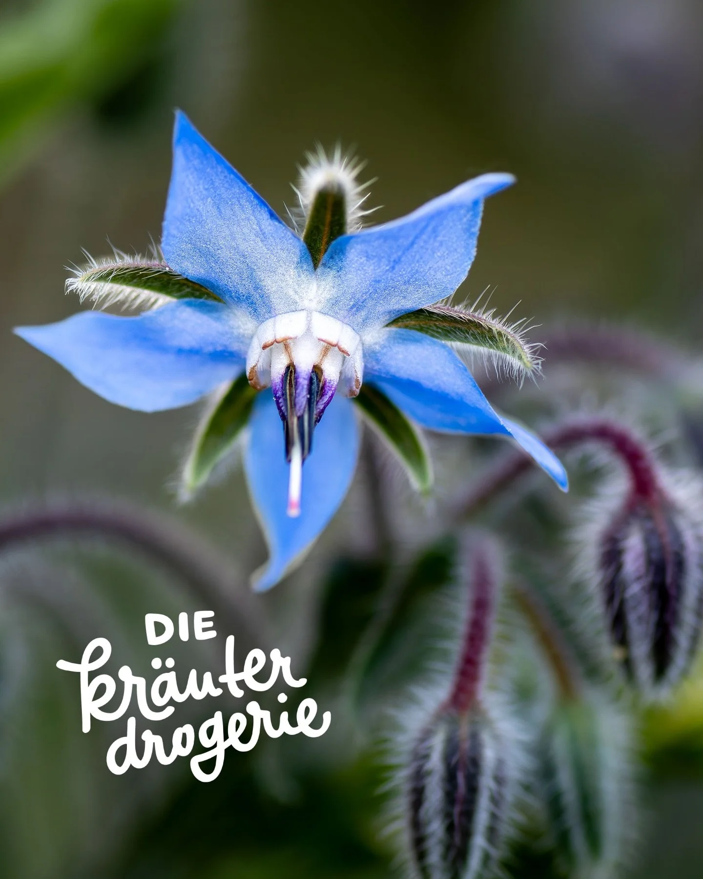 ☀️ Tauche ein in die Farbenpracht der Natur! 🦋 Diese wundersch&ouml;nen Aufnahmen erinnern uns daran, wie viel Wunder direkt vor unserer Haust&uuml;r w&auml;chst. Von den leuchtenden Bl&uuml;ten der Ringelblume &uuml;ber das charmante Borretsch bis 