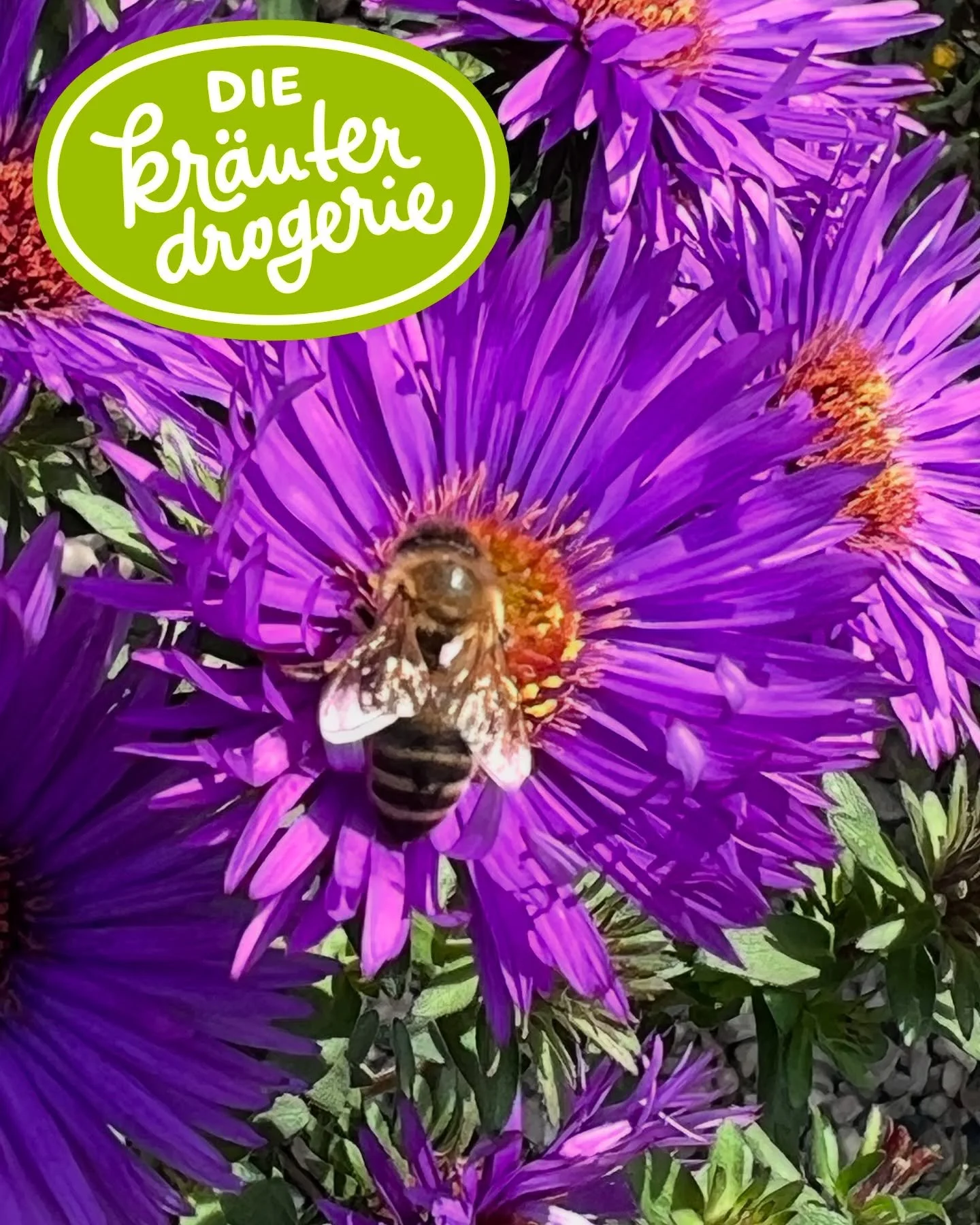 **🌍🐝 Weltbienentag: Warum wir die Bienen brauchen &ndash; und wie wir sie retten k&ouml;nnen 🐝🌍** 

Heute feiern wir die kleinen, aber unverzichtbaren Helden unserer Natur: die Bienen! Sie sind nicht nur Honigproduzenten, sondern wahre Wunderwerk