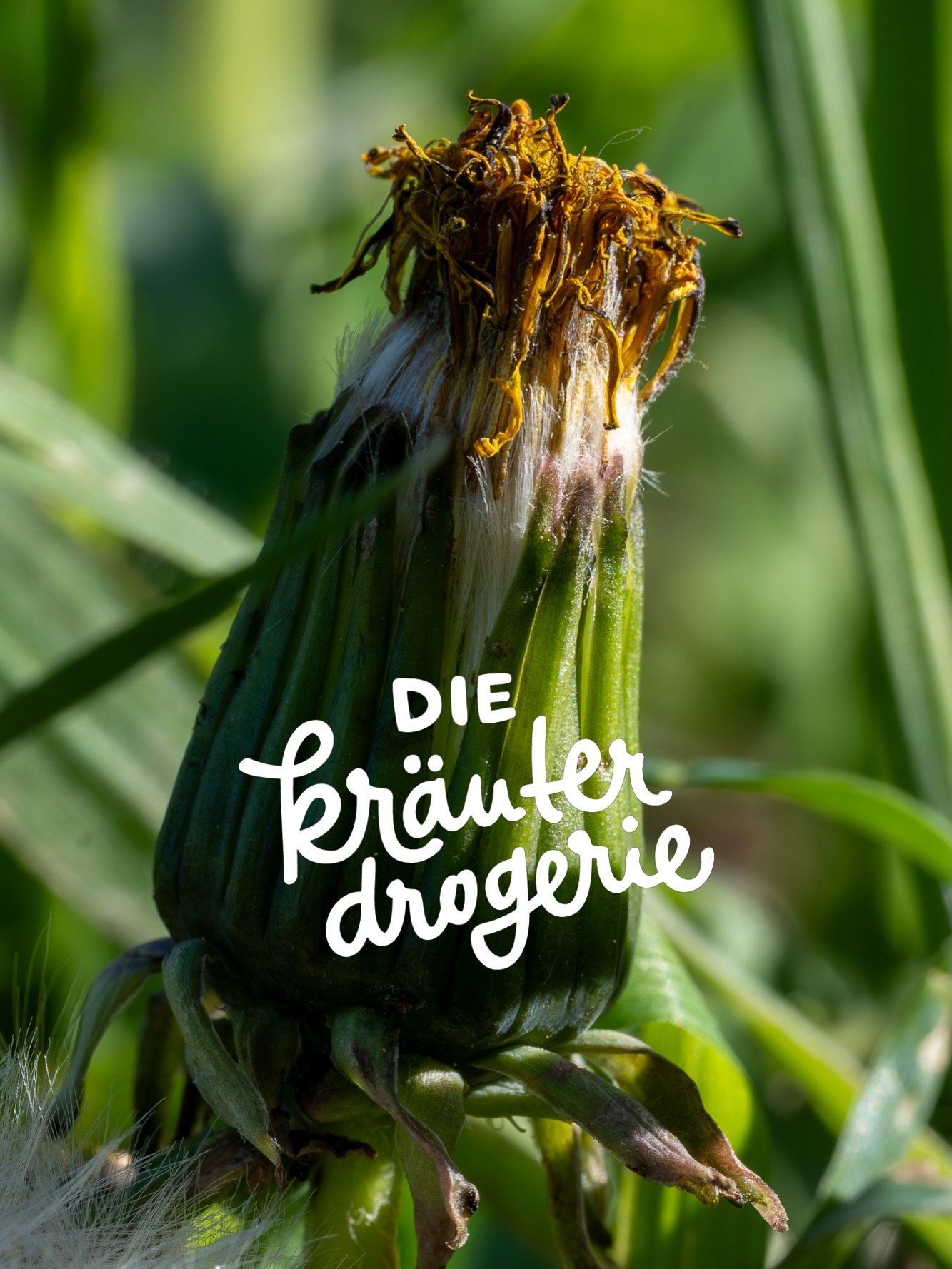Heuer zeigt sich der Fr&uuml;hling von seiner hartn&auml;ckigen Seite! Nach dem ewigen &bdquo;Soll ich oder soll ich nicht&ldquo;-Spiel mit den Temperaturen legen die Kr&auml;uter jetzt so richtig los. 🌿✨
W&auml;hrend wir gef&uuml;hlt zwei Monate la