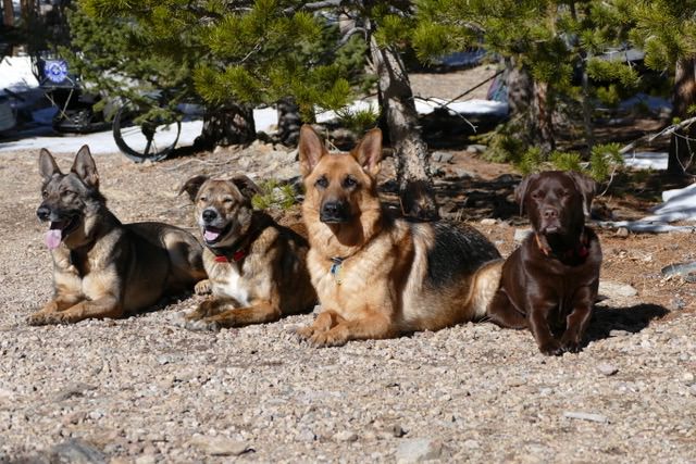Dogs-group-cabin.jpeg