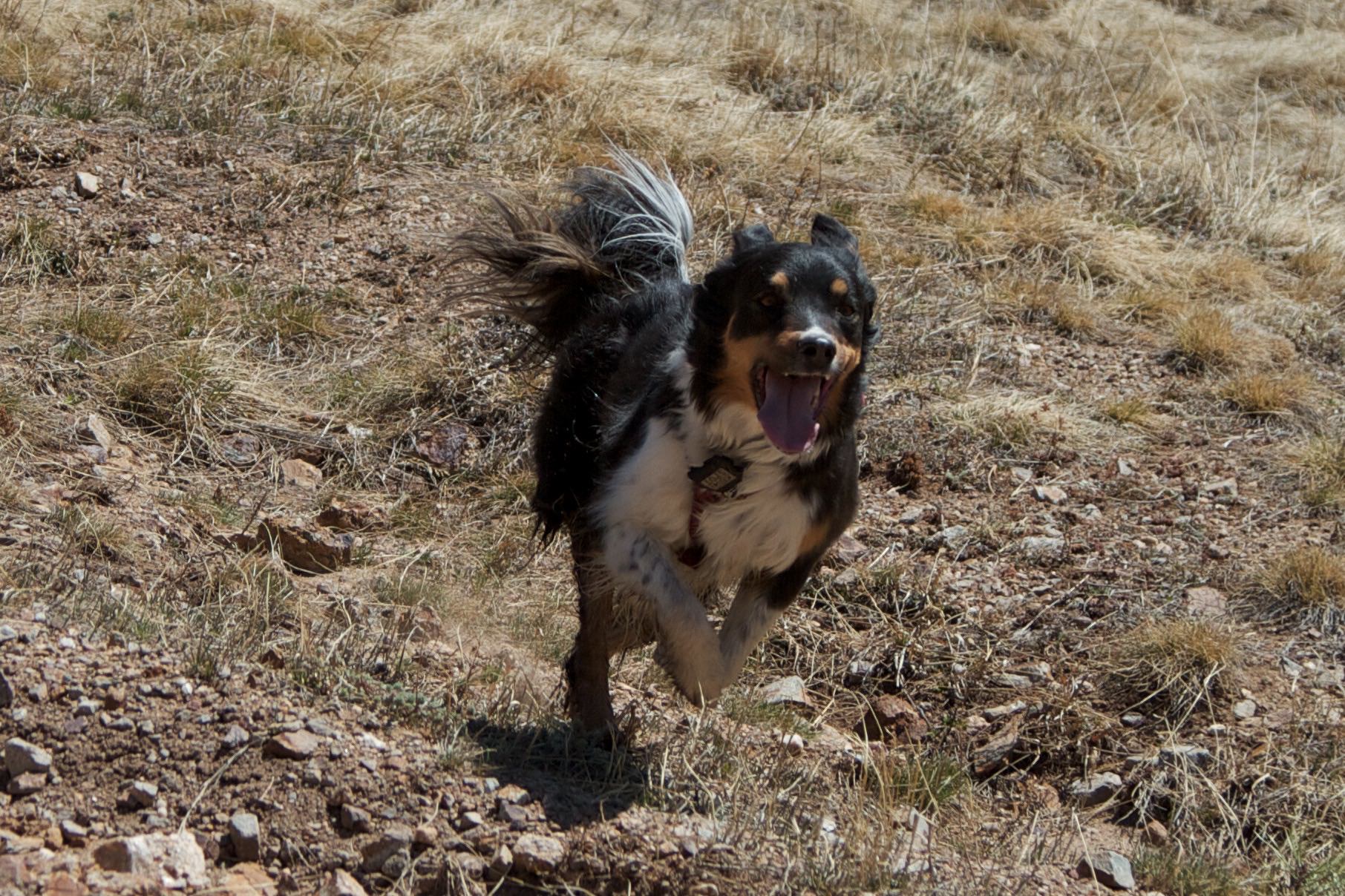 Tia-running-tongue.jpg