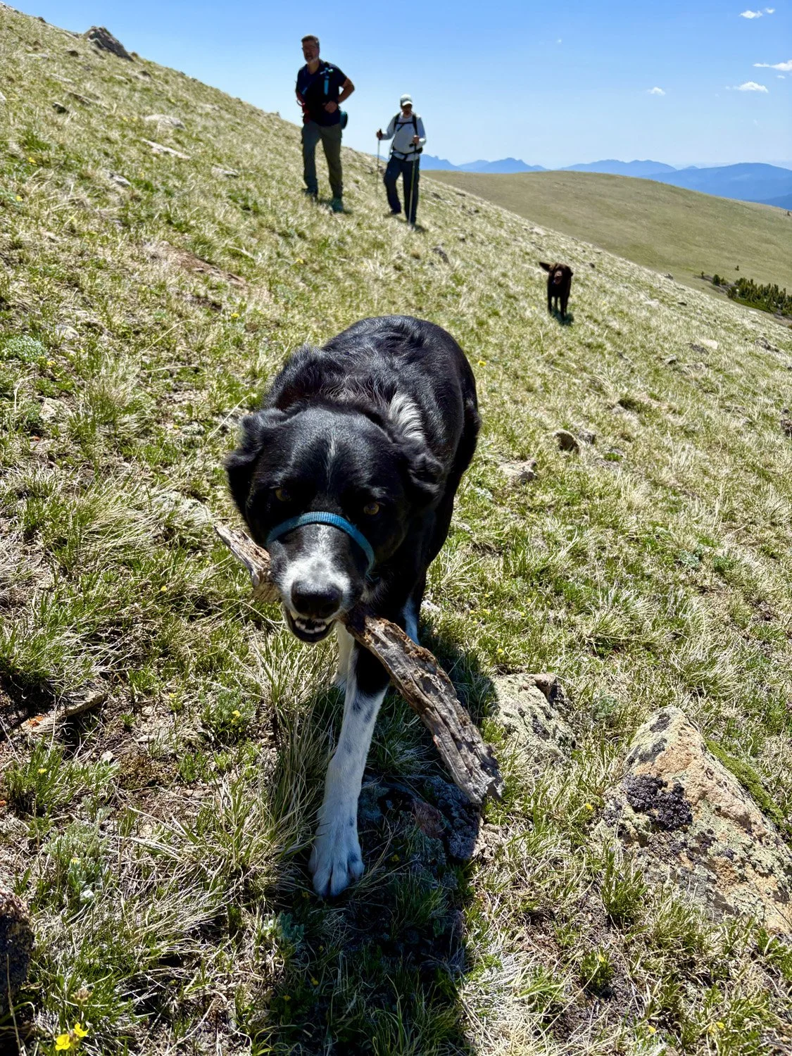 Buck_0178.jpg
