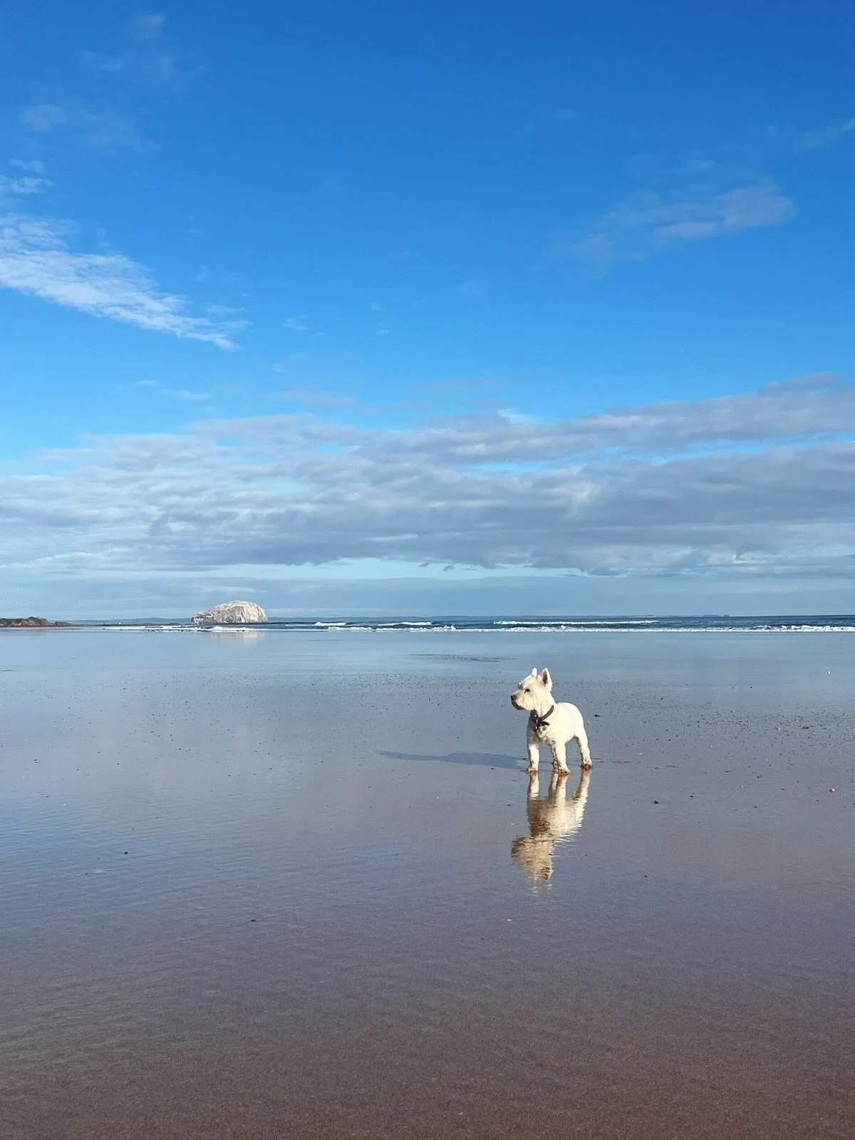 What a beautiful morning here in East Lothian. Crisp air, low sun and big empty beaches to start the day. And Mary by my side 🥰