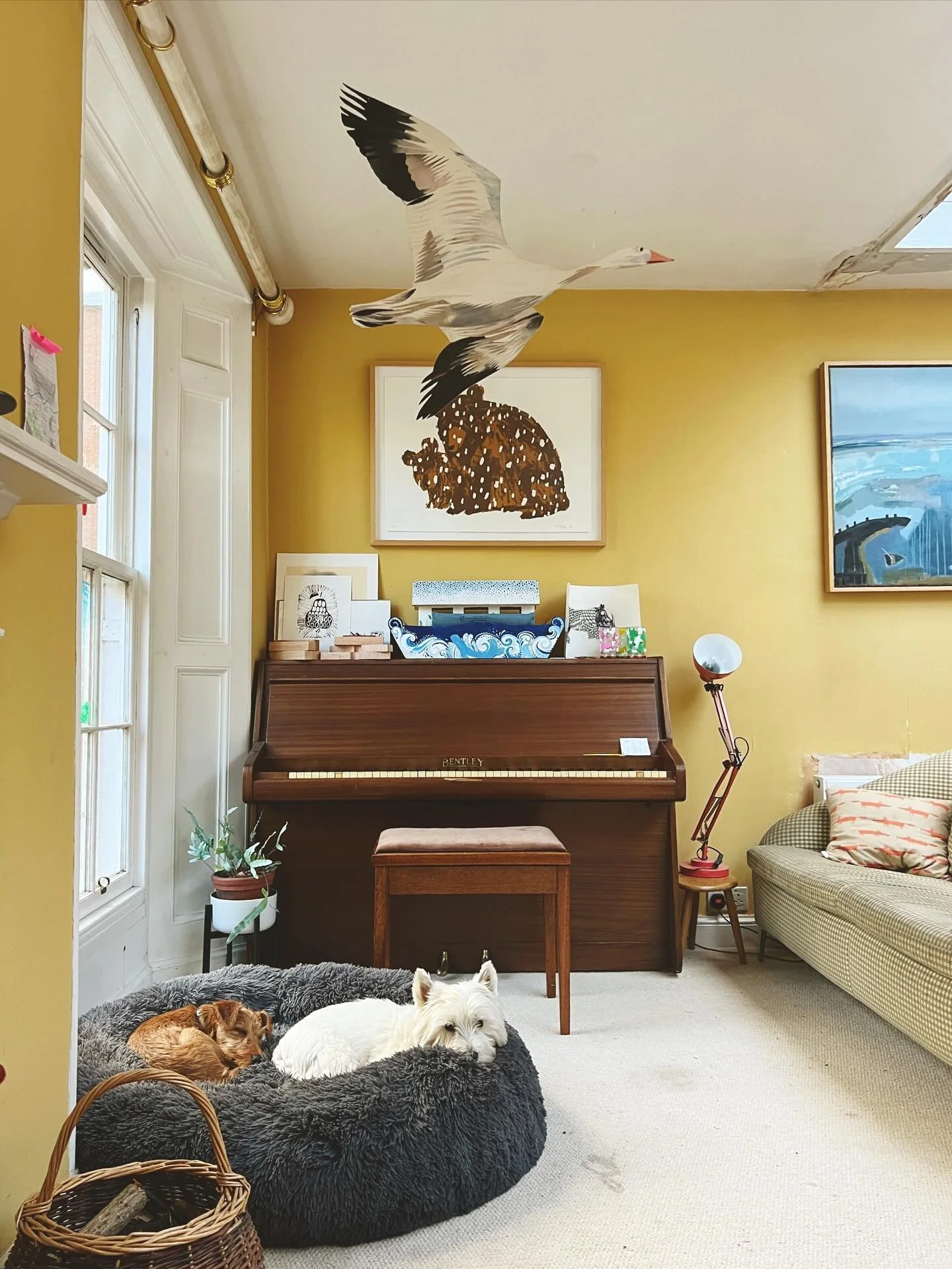 Little joys this last week - both the dogs sleeping in the same bad. Bonfires and fireworks with friends, garden flowers still going strong and the amazing colours of autumn! Hope you can find some little joys in your week. X