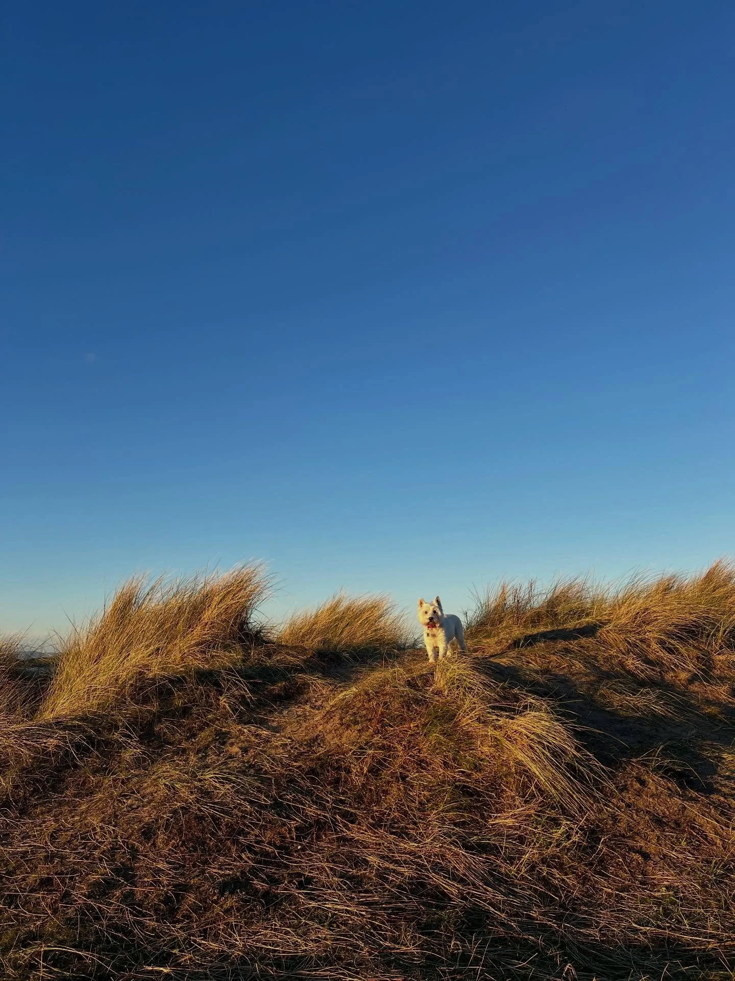 Magical golden winter sunlight on the even of December - what a treat to get out with these girls for a stomp at the beach #yellowcraigs #eastlothian