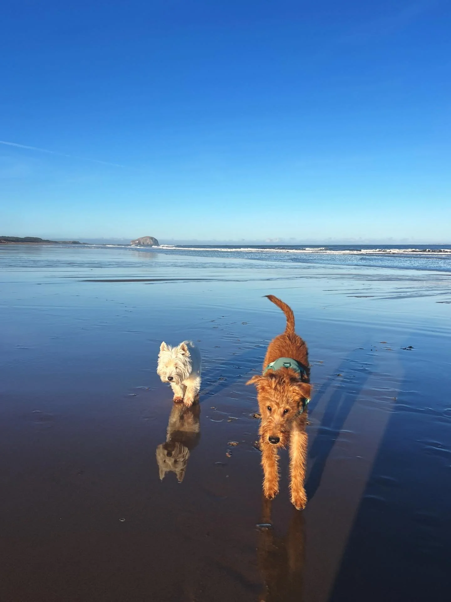 Yesterdays walk was so beautiful it deserved a spot in the grid. The low winter sun, the tempt not getting above 0 degrees so the beach and dunes were frosty, the dogs reflections on the wet sand - just magical.