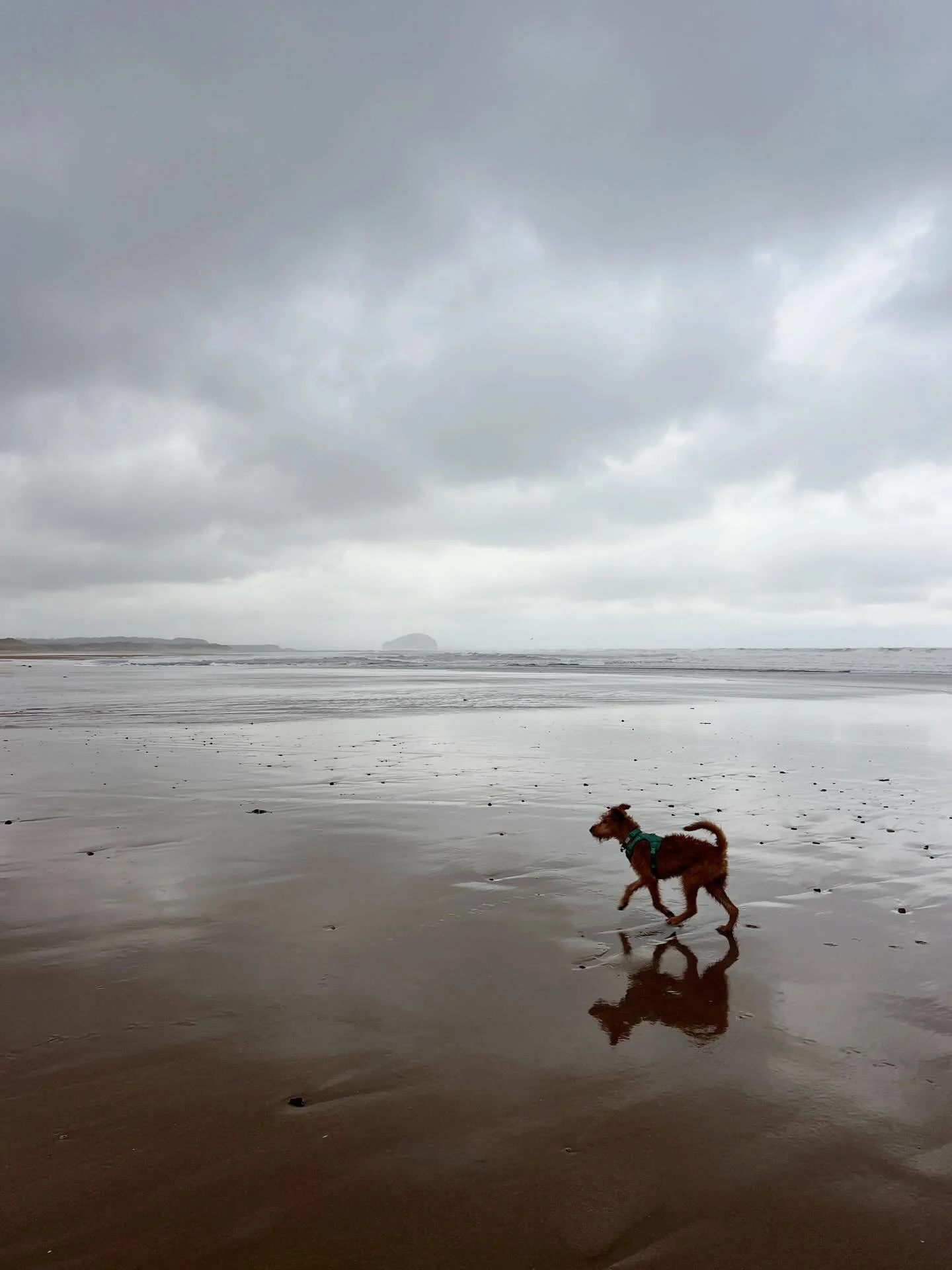 This last week has been dark, cold and grey but there is magic in the winter weather - the high tides, huge waves and the emptiness of the beaches. You need to wrap up warm but it is always worth it. #eastlothian #winterbeachwalks