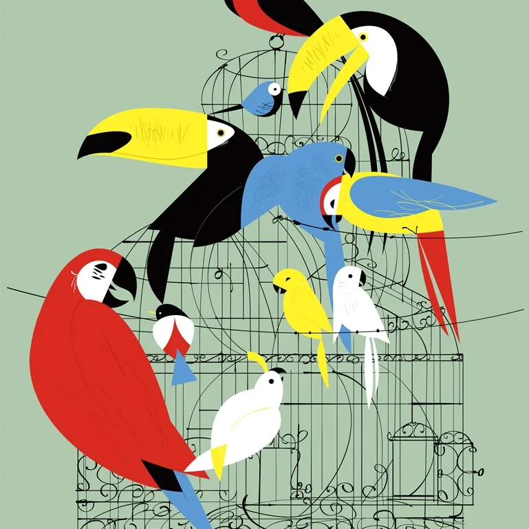 clayton-tropicalbirds-70x50_A.png