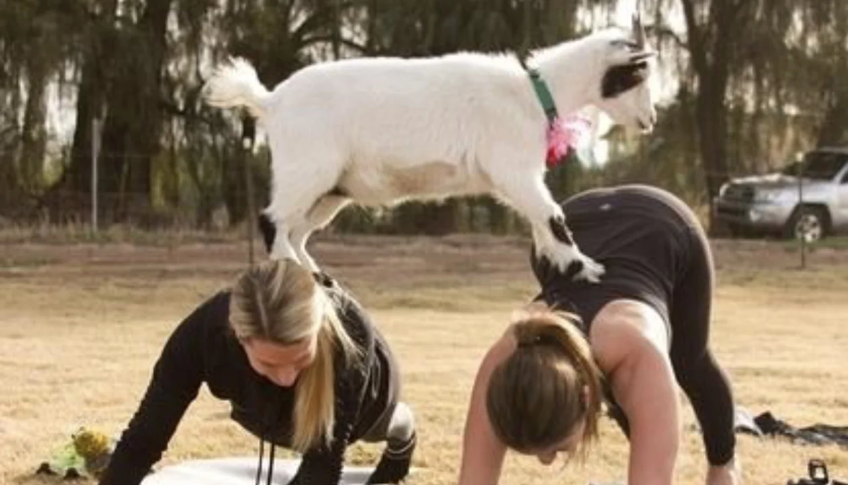 Goat Yoga with Wine and Cheese