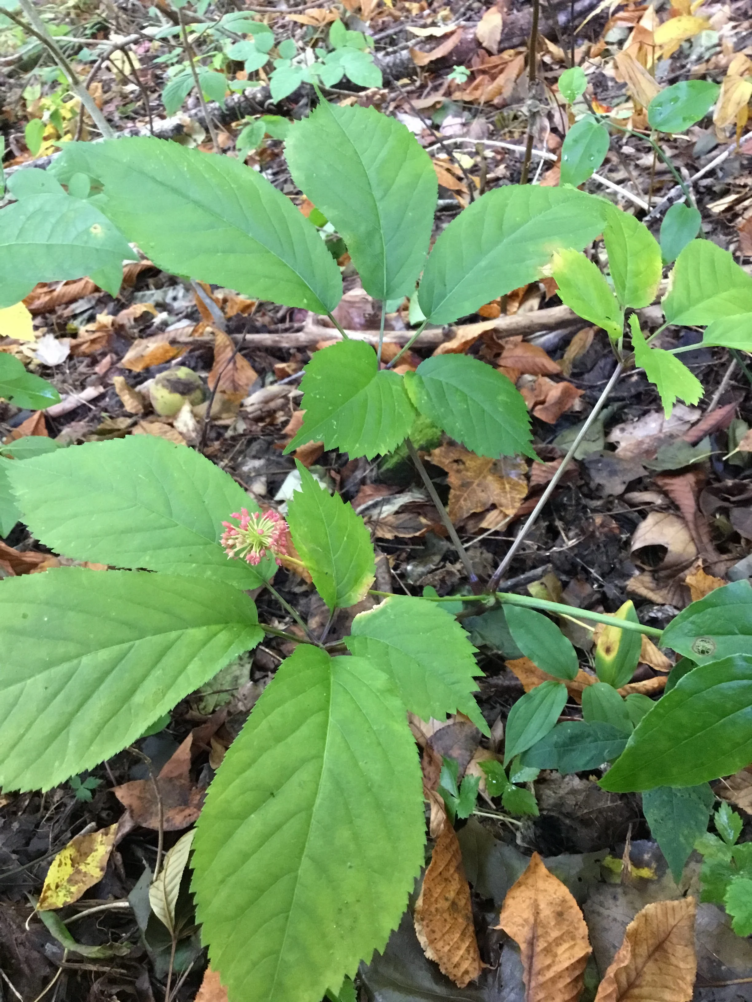 American Ginseng ( Panax quinquefolium)
