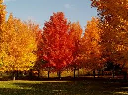 Sugar maples in the fall.