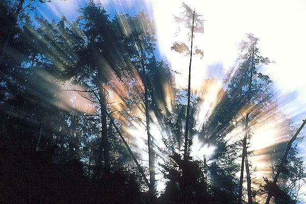 09_Light_Through_Trees.jpg