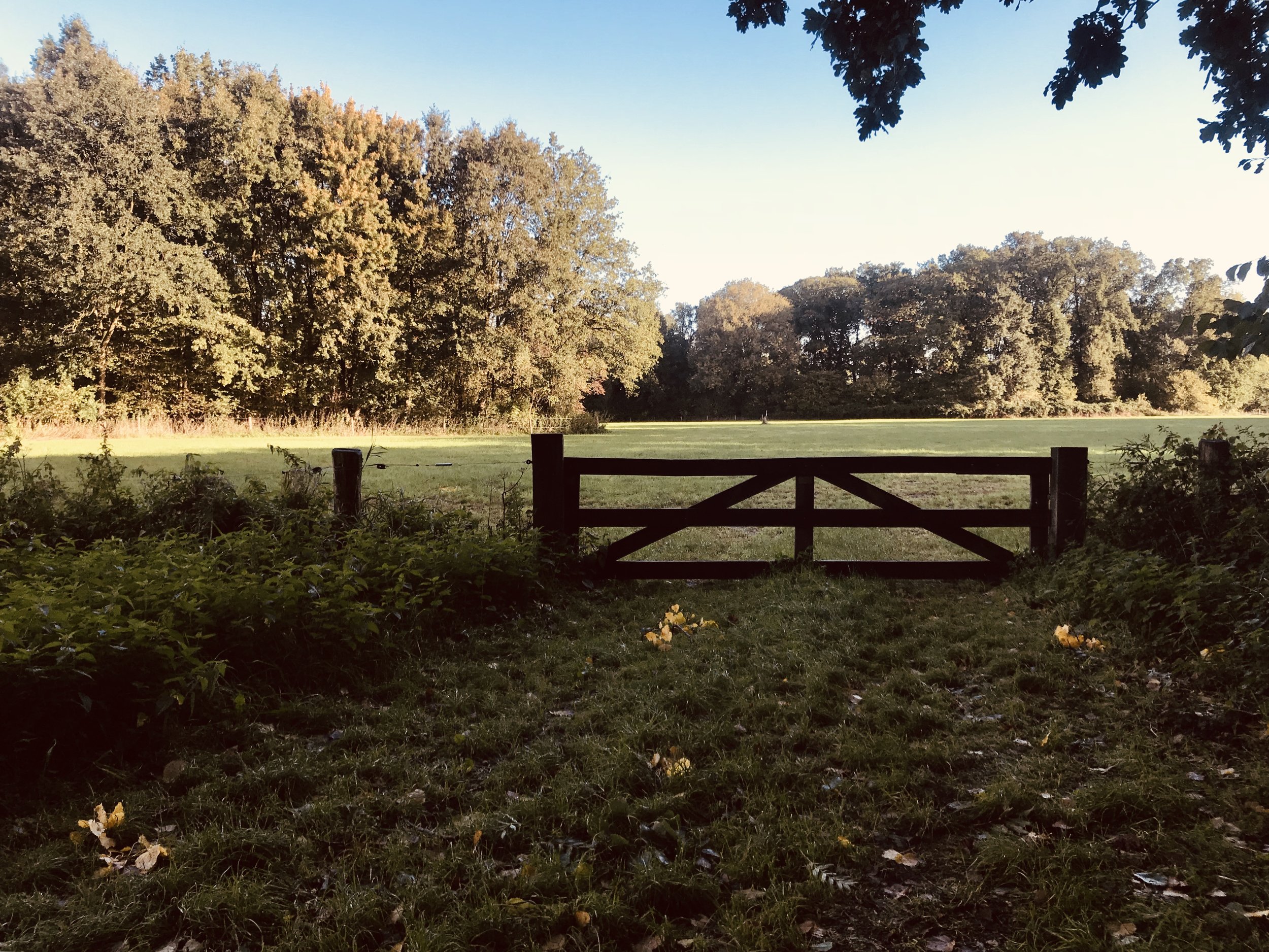 De mooiste bossen van de Betuwe