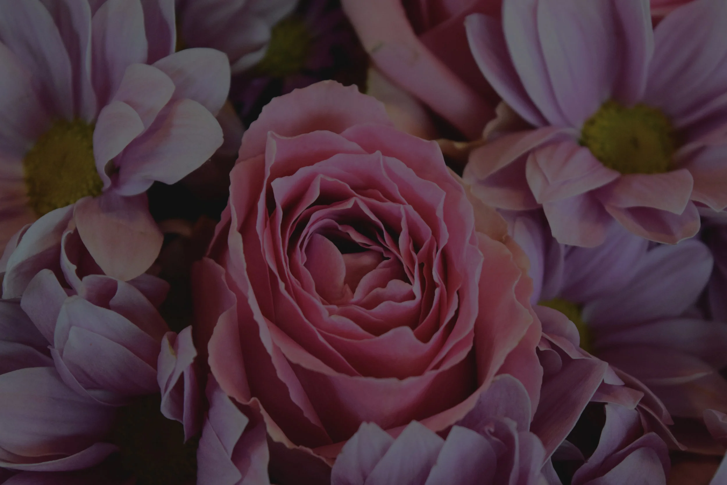 flowers-pink-roses-16492_REV.jpg