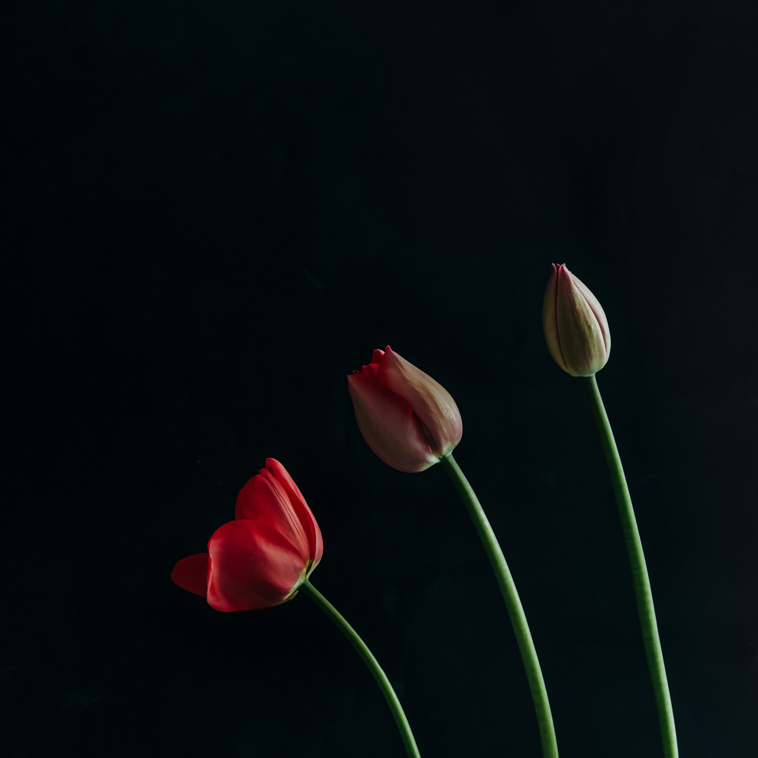 shutterstock_1067167979.jpg