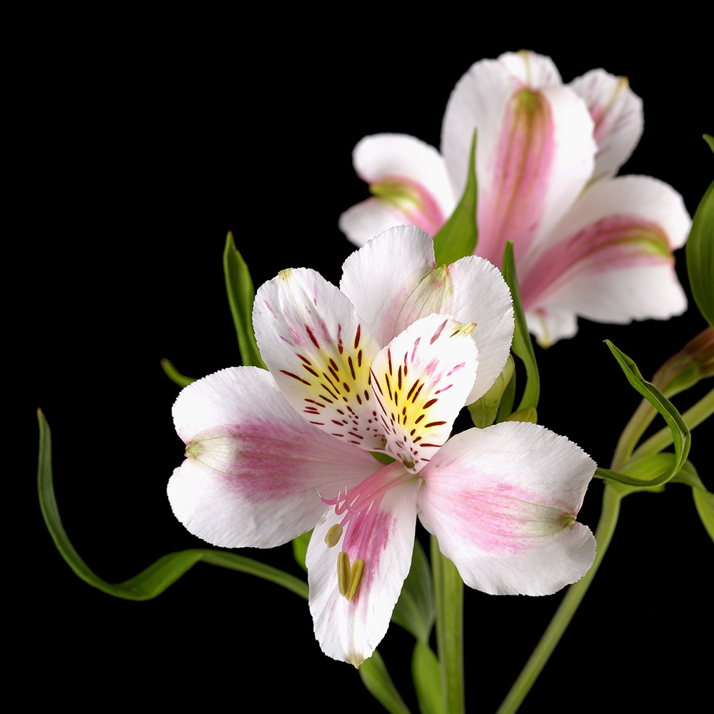 FLOWERS_Alstromerias.jpg