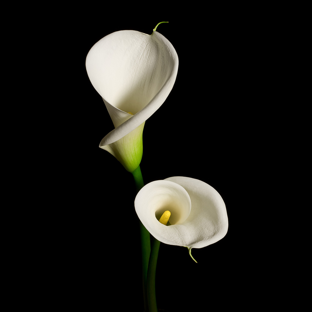 FLOWERS_Callas.jpg