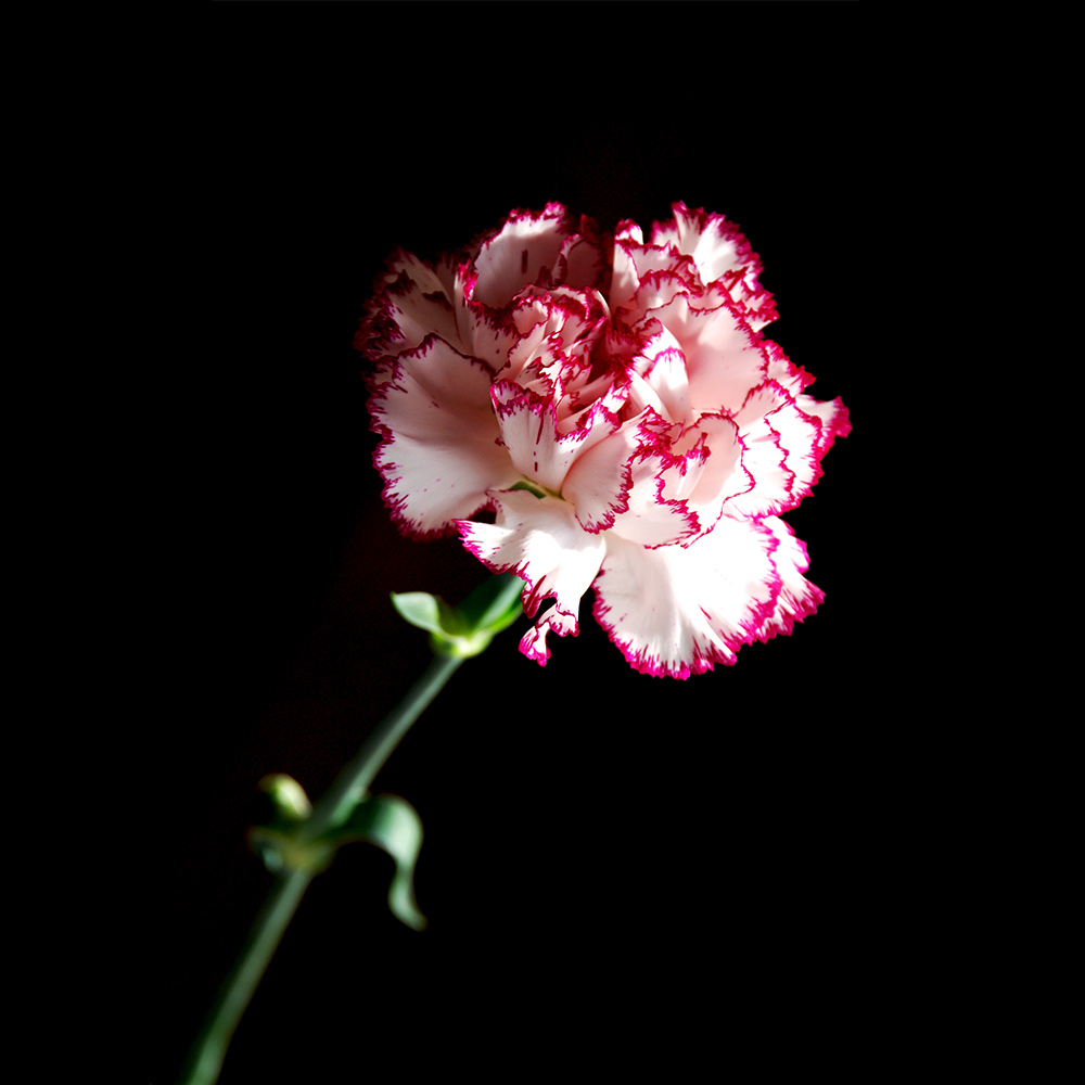 PRODUCTS — Sofia Flowers