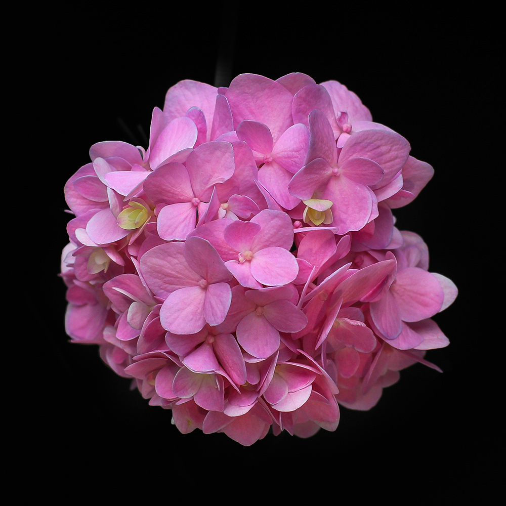FLOWERS_Hydrangeas.jpg