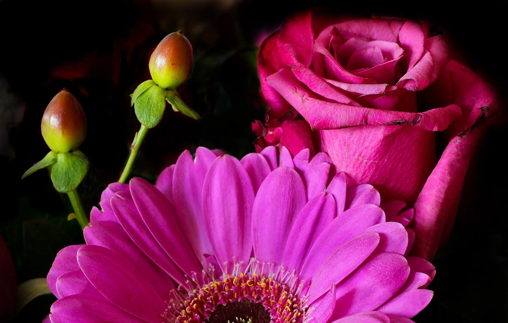 bloom-blossom-colorful-55838 (1).jpg