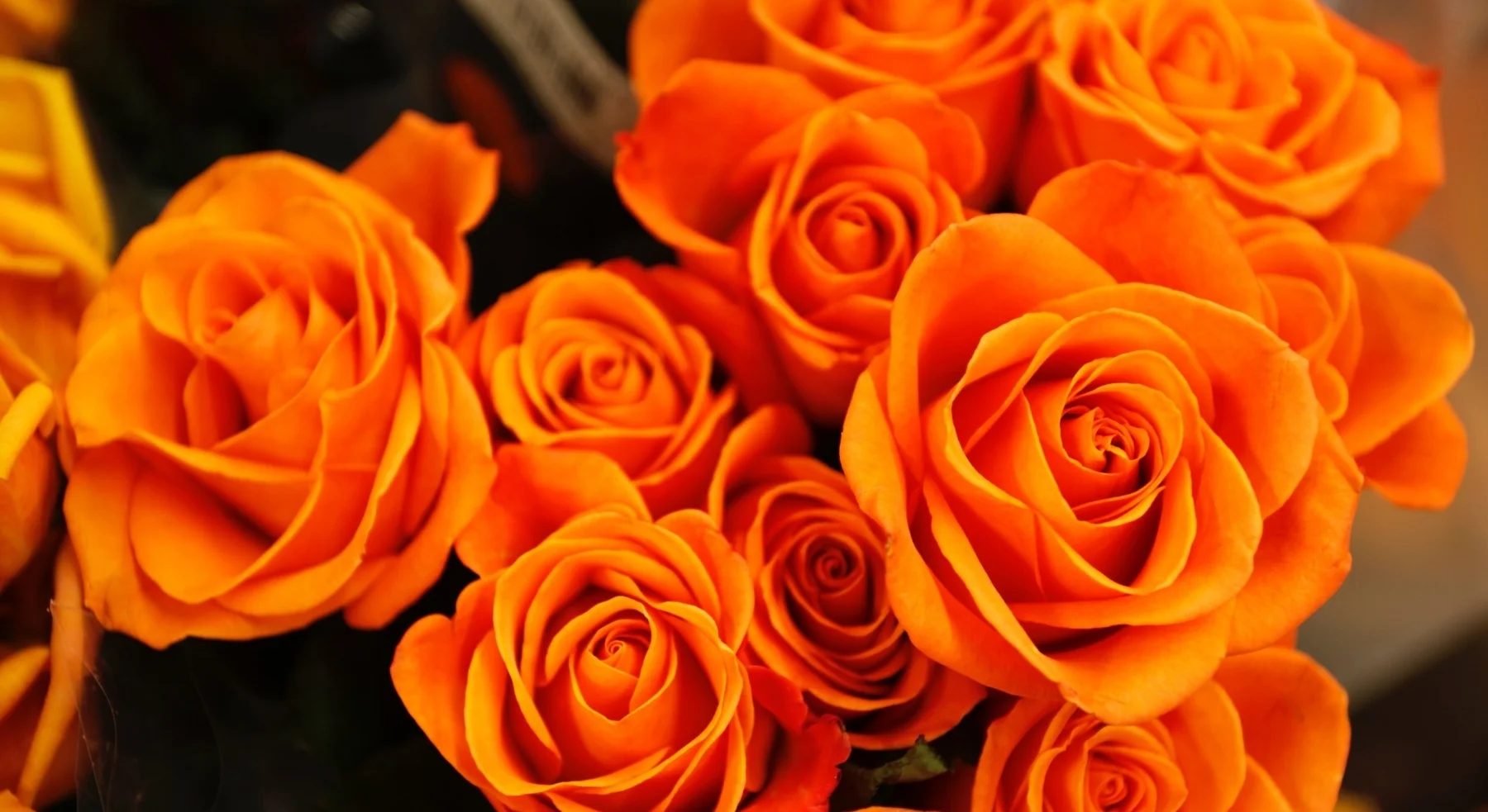 arrangement-bloom-blooming-462402.jpg