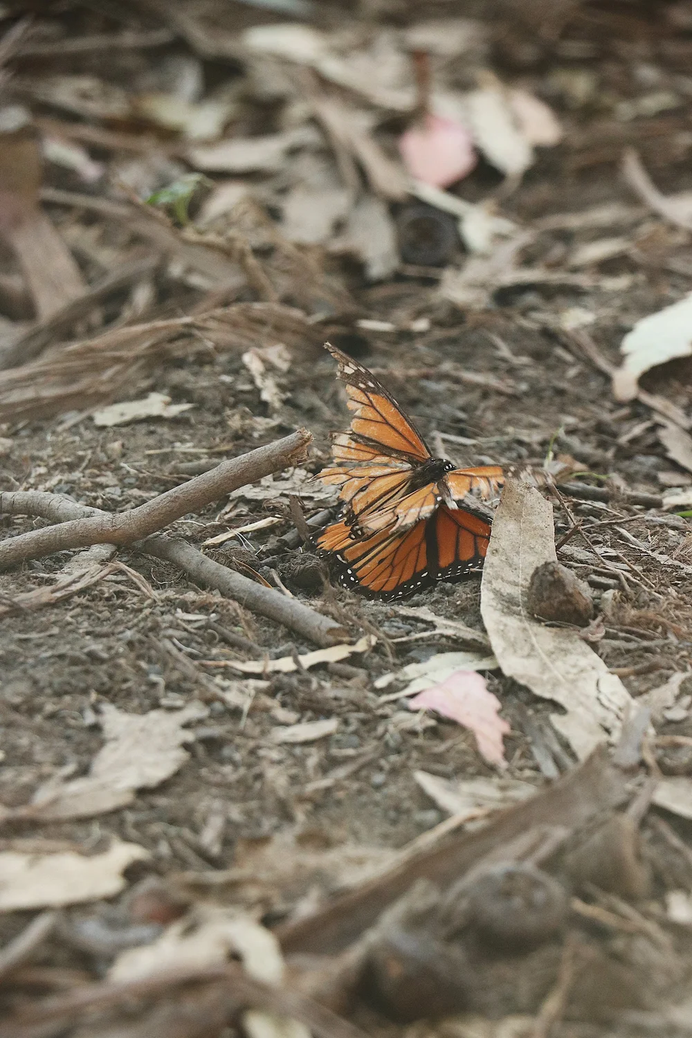  While watching the monarch mating process, we noticed males often seized females flying in the air and brought them to the ground and did the deed. According to  this  journal, the courtship is an aerial pursuit.   PHOTO: DEEPTI HOSSAIN  