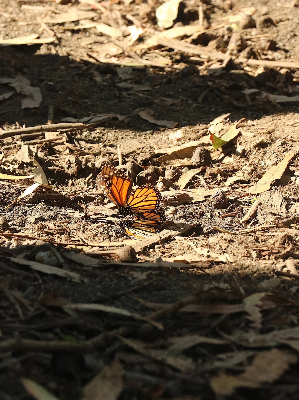  FYI Harry Styles has a huge butterfly tattoo on his chest.  PHOTO: DEEPTI HOSSAIN 