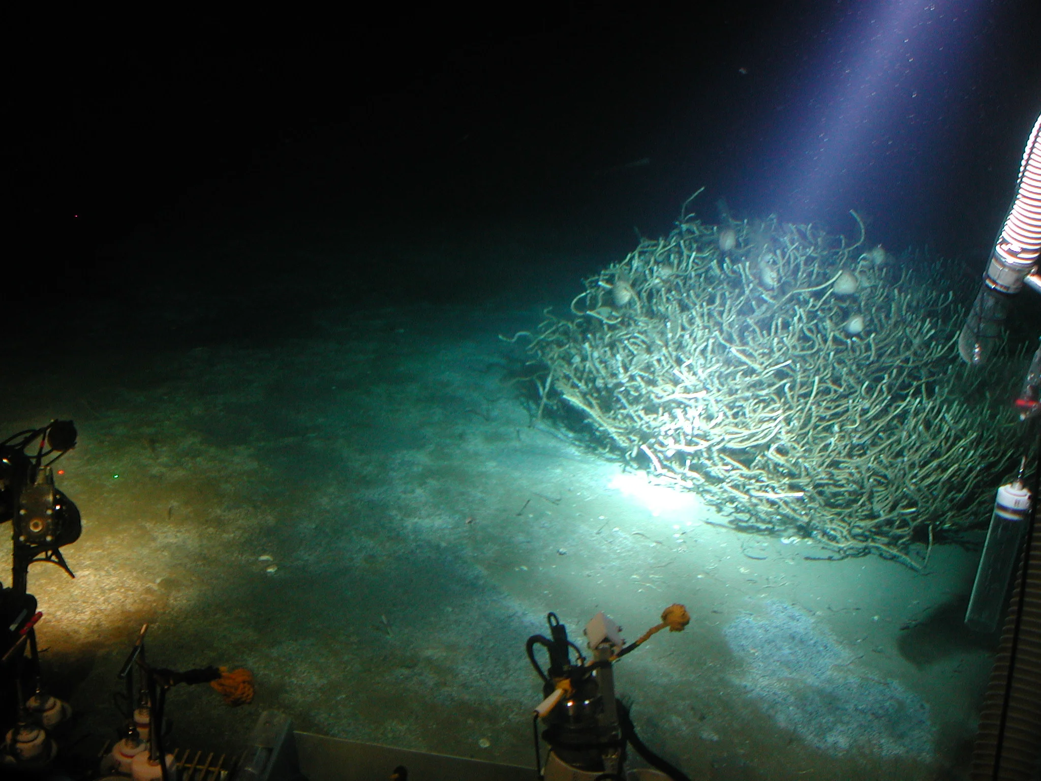 ROV and illuminated tube worms2.JPG
