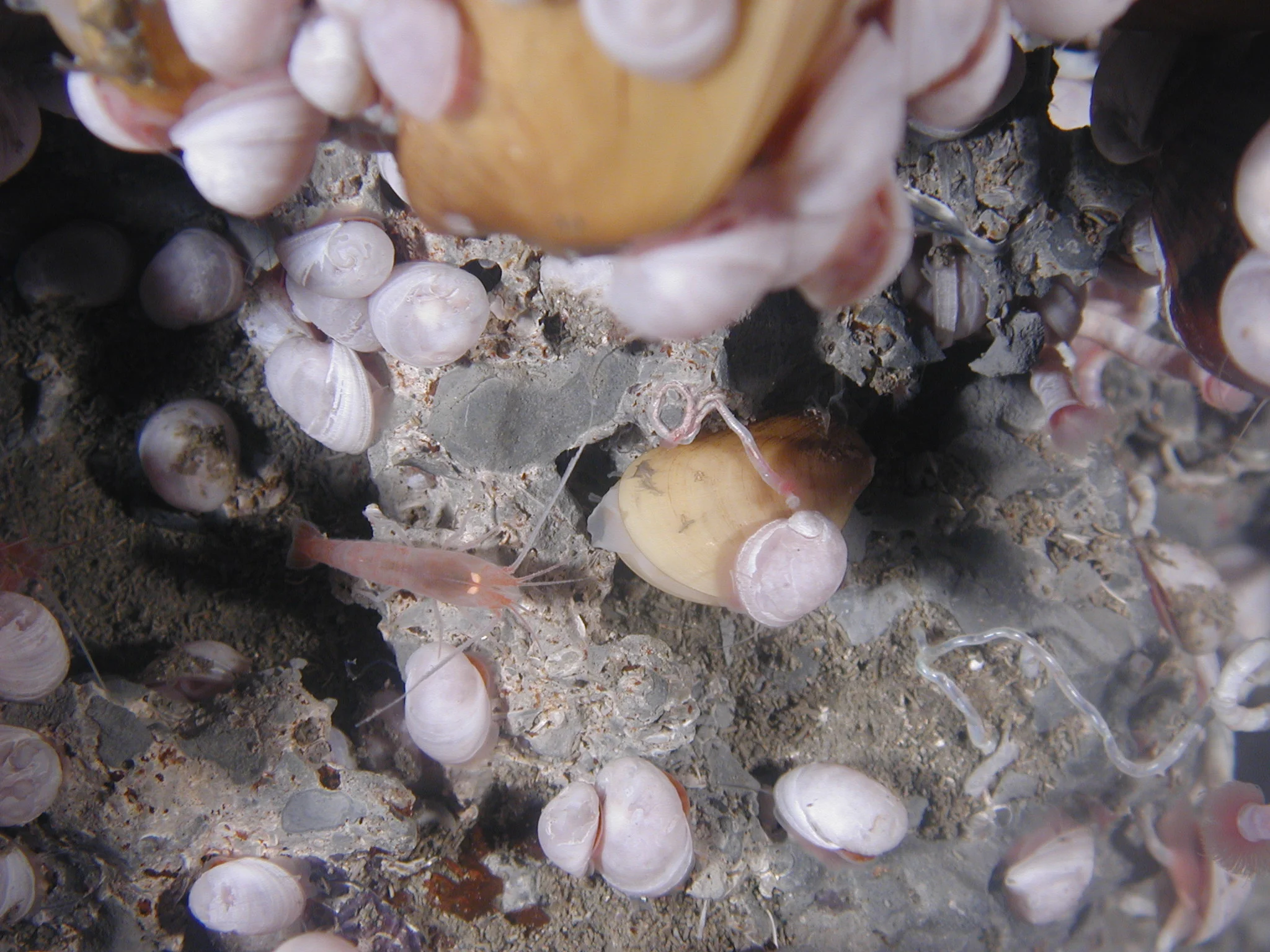 shimp and snails.JPG