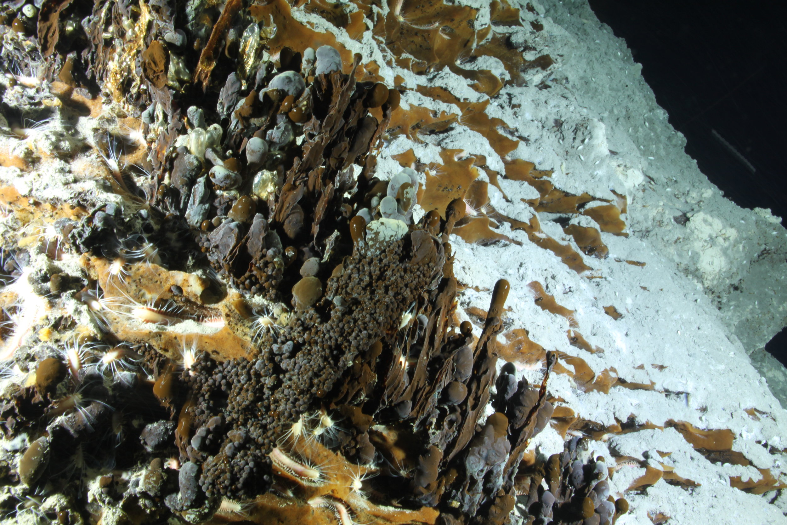 gas hydrate with ice worms.JPG