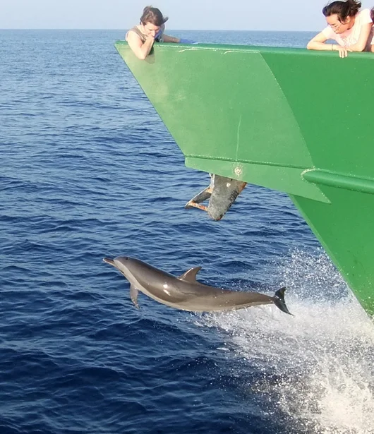 A wake of oil and surfing dolphins