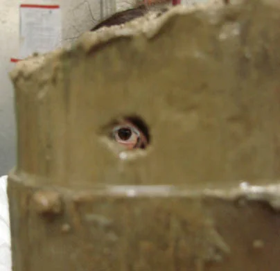 Looking through the hole created by a burrow in far field control sediments (credit: Melitza Crespo)