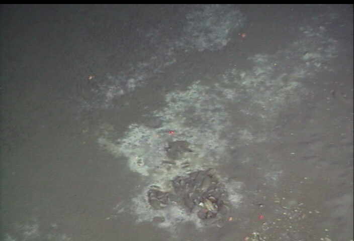 Microbial mats
